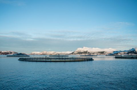 MOWI granja salmón en Noruega