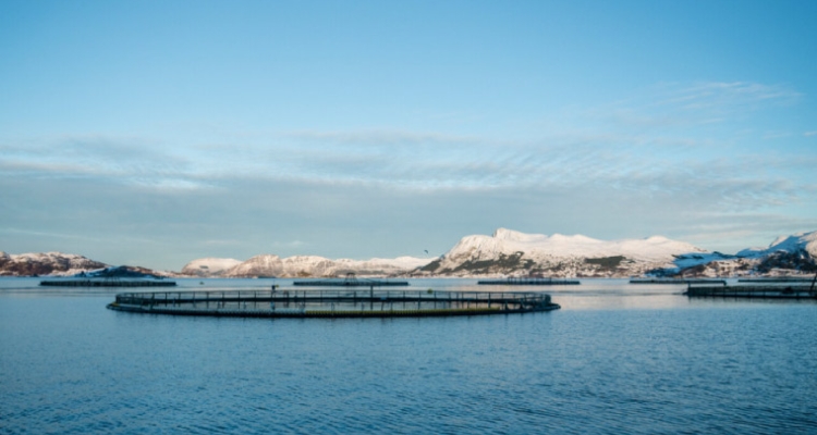 MOWI granja salmón en Noruega MOWI granja salmón en Noruega