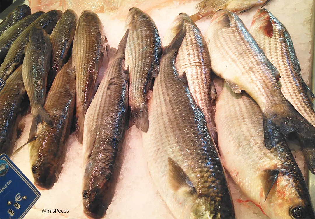 lisas (Mugil cephalus) en pescadería