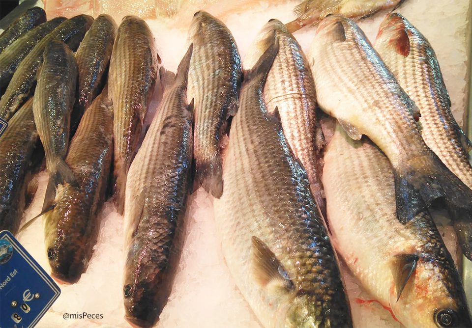 lisas (Mugil cephalus) en pescadería