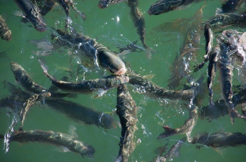 Lisas (Mugil cephalus)