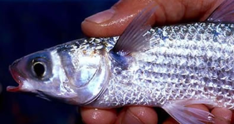mugil_cephalus