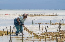 Acuicultura y soluciones basadas en la naturaleza. ¿Qué criterios debe cumplir?