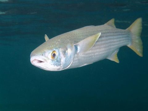 Mugil cephalus
