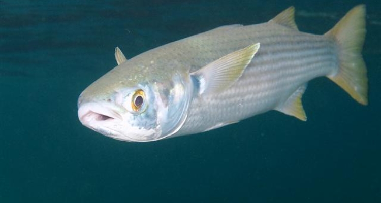 Mugil cephalus