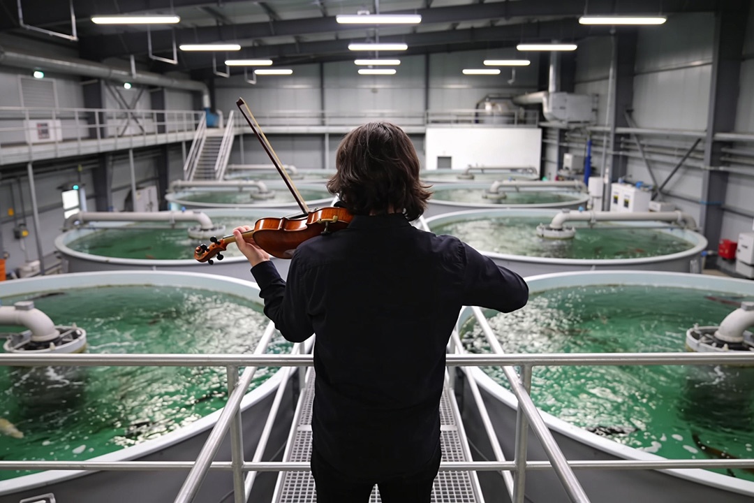 Músico tocando violín en instalación indoor de acuicultura