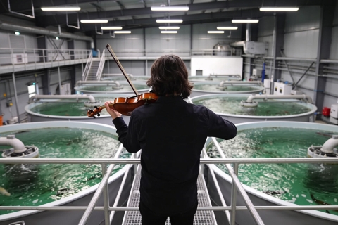 Músico tocando violín en instalación indoor de acuicultura