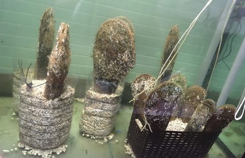 Nacra (Pinna nobilis) del laboratorio IMEDMAR-UCV