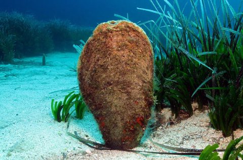 Nacra (Pinna nobilis) Life Intermares
