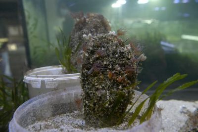 El Acuario de la Universidad de Murcia consigue los primeros avances en la cría en cautividad de la nacra