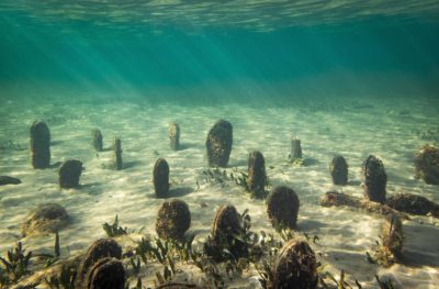 El proyecto “Recupera Pinna” localizará nacras en peligro y las trasladarán a zonas seguras del delta del Ebro y Mar Menor