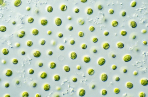 Nannochloropsis sp