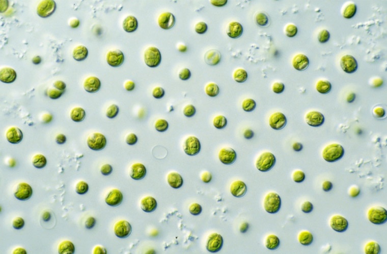 Nannochloropsis sp Nannochloropsis sp