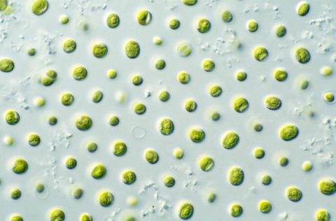 Nannochloropsis sp