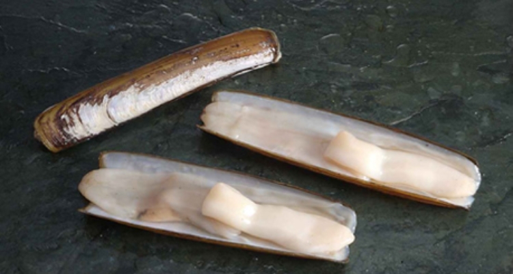 Navaja (Ensis macha)