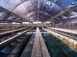 Aquicultura Balear completa la remodelación de su criadero de juveniles de Grupo Culmarex