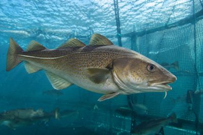 Farmed cod takes 72% of Norway’s fresh cod export value as sector gains commercial scale