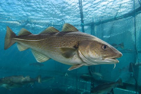 Farmed cod takes 72% of Norway’s fresh cod export value as sector gains commercial scale