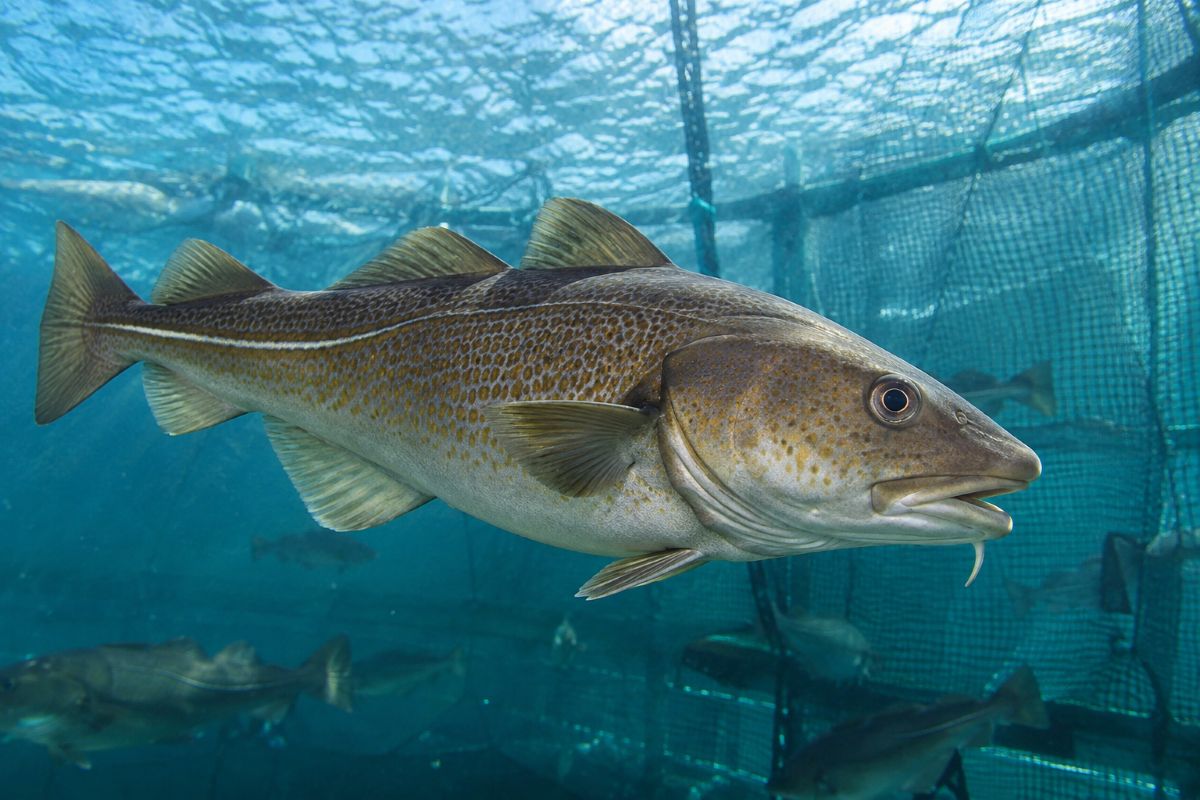 Norwegian farmed cod