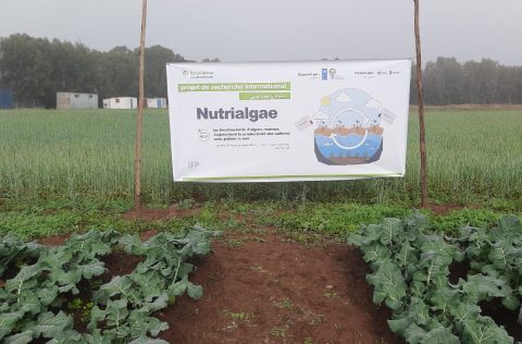Nutrialgae, biofertilizantes de algas para agricultura