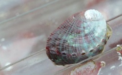 Galician Marine Aquaculture realiza su segunda ampliación de capital en lo que va de año