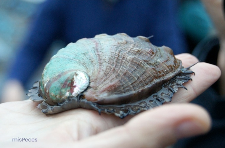 Oreja de Mar | misPeces Oreja de Mar | misPeces