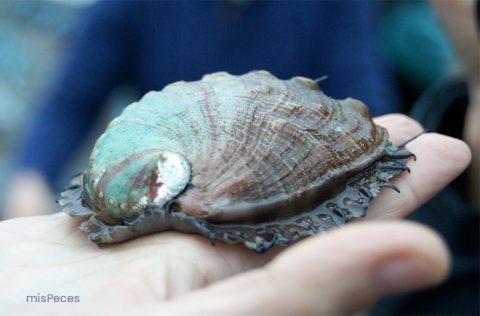 Oreja de Mar | misPeces