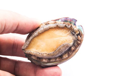 Oreja de Mar