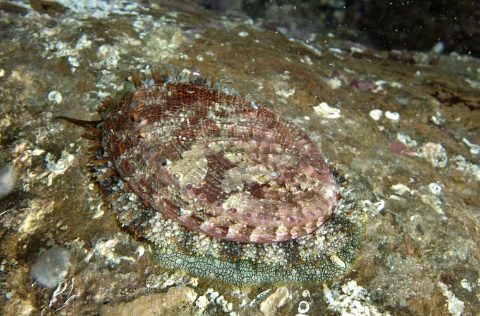 Oreja de mar silvestre