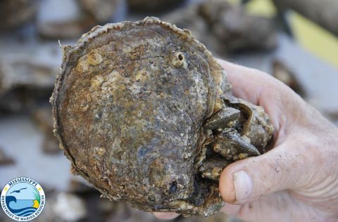 Ostión de virginia (Crassostrea virginica)
