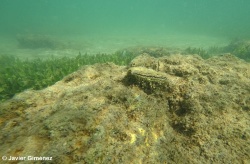 IEO inicia el proyecto RemediOS para restaurar el Mar Menor con la ayuda de la ostra plana