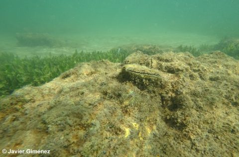 Ostra plana (Ostrea edulis) Javier Gimenez, IEO