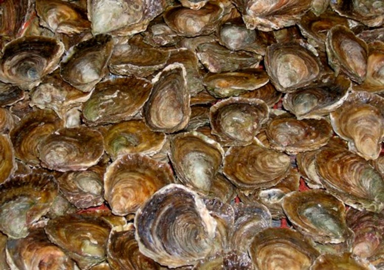 ostra-plana-ostrea-edulis ostra-plana-ostrea-edulis