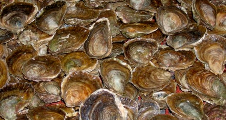 ostra-plana-ostrea-edulis