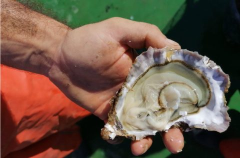 ejemplar de ostra rizada en el cultivo de Conil