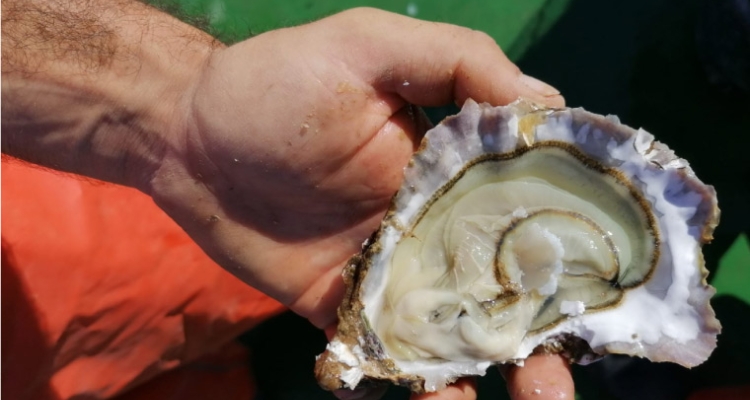 ejemplar de ostra rizada en el cultivo de Conil ejemplar de ostra rizada en el cultivo de Conil