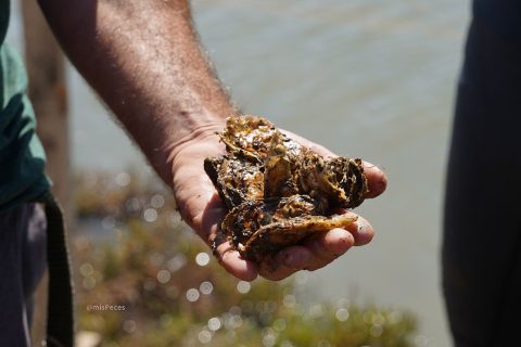 ostras-bahia-cadiz-760