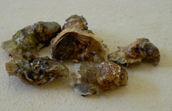 ostras