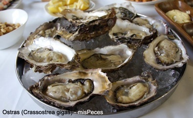 Ostra - Crassostrea gigas Ostra - Crassostrea gigas