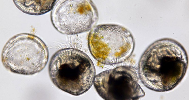 ostrea-edulis-carina-gsottbauer