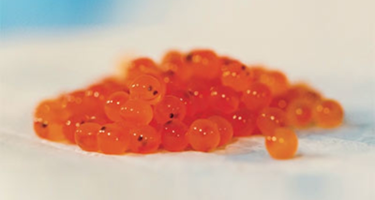 ovas-salmon-aquabounty