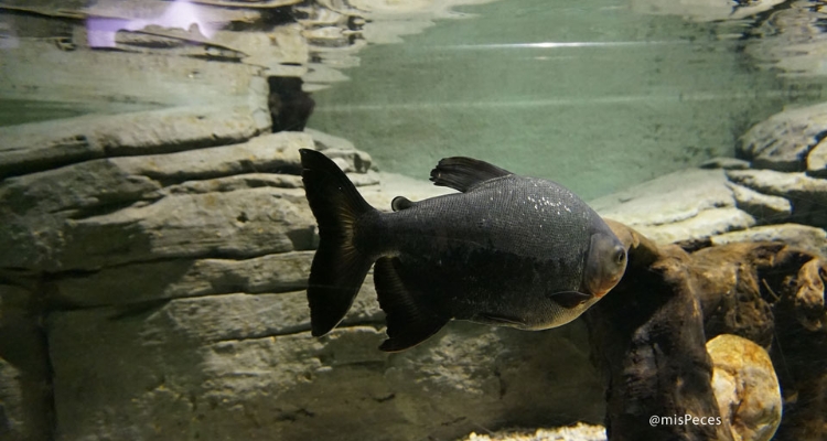 paco-piaractus-brachypomus-acuario