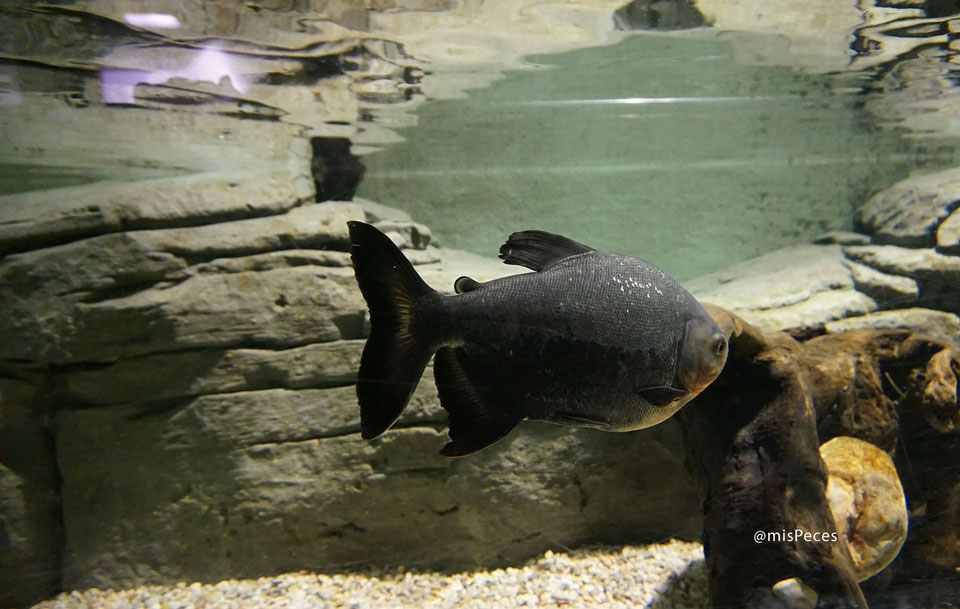 paco-piaractus-brachypomus-acuario