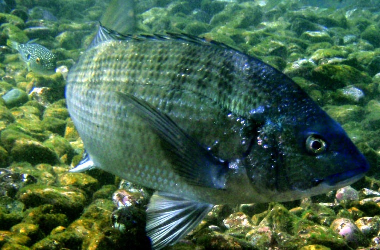 Pargo japonés (Pagrus major) Pargo japonés (Pagrus major)