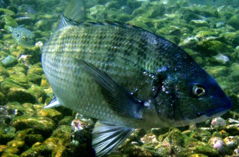 Pargo japonés (Pagrus major)