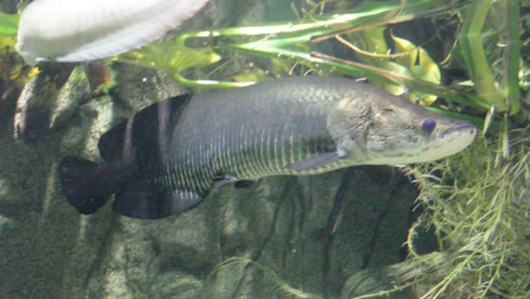 paiche-arapaima-gigas
