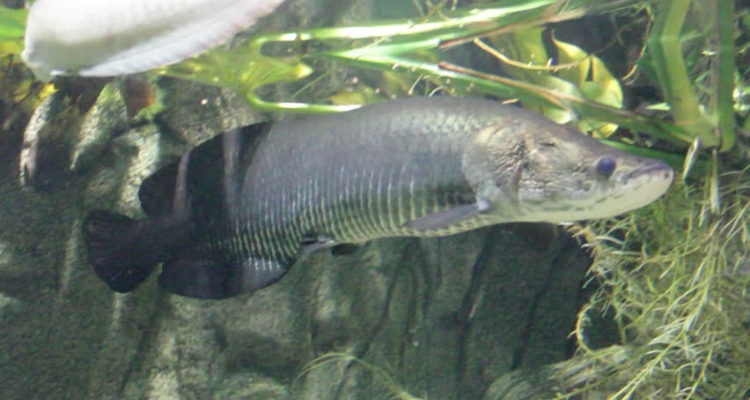 paiche-arapaima-gigas