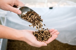 Extractos de insectos antibacterianos para acuicultura, más allá de la proteína