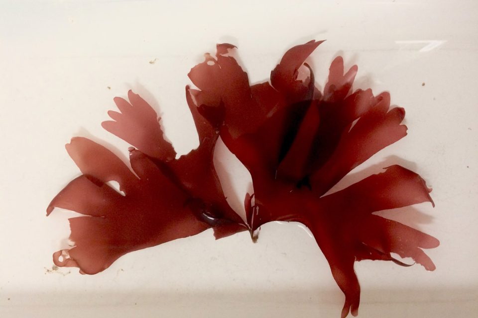 Palmaria palmata