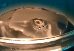 Las estrategias de coalimentación son la clave para el cultivo de Octopus vulgaris